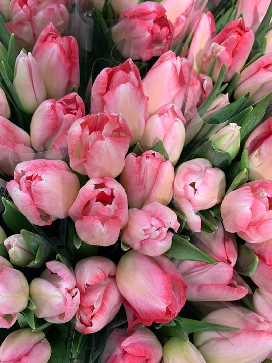 1 dozen Winter blooming Tulips