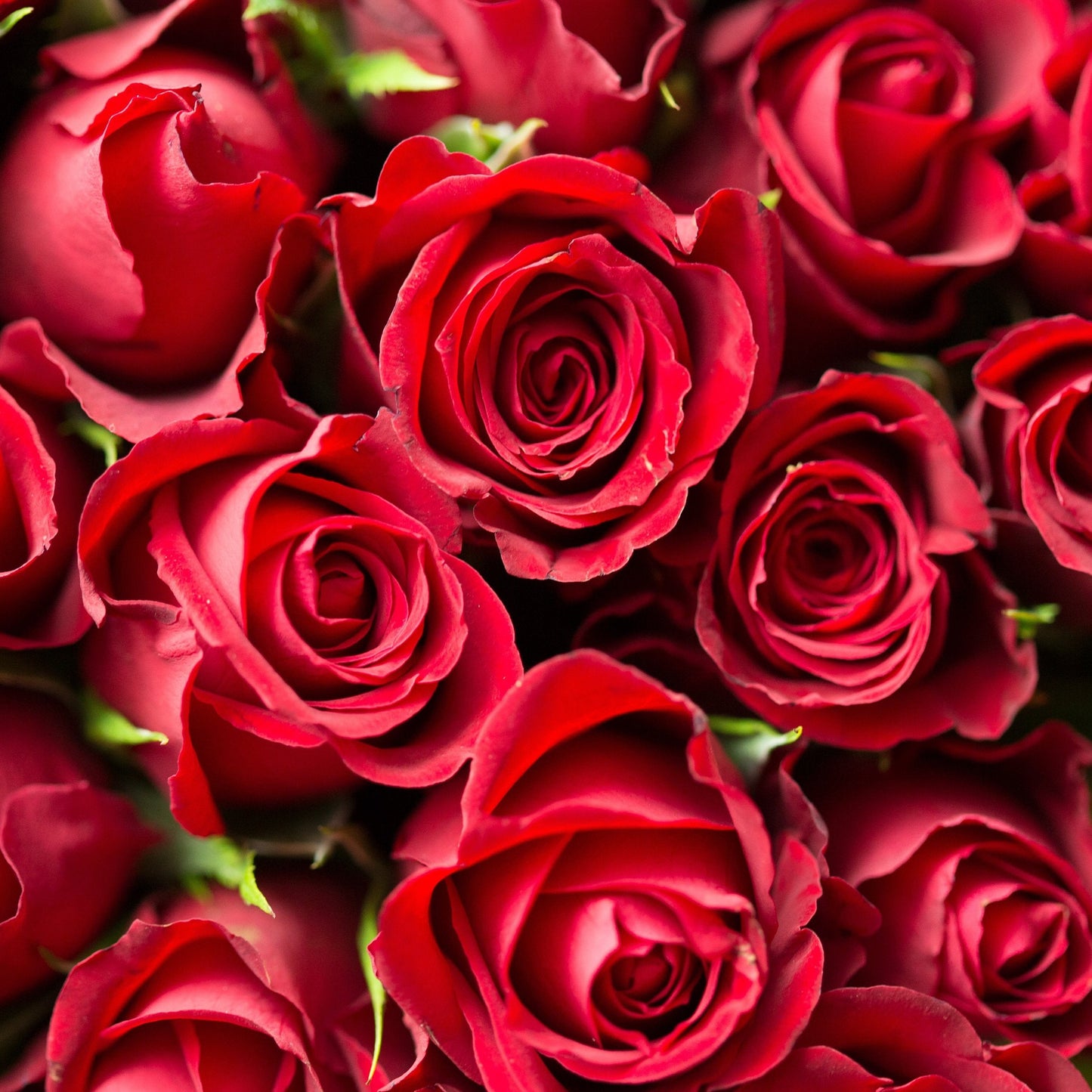 Mothers Day Roses